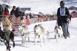 Lenk 2013